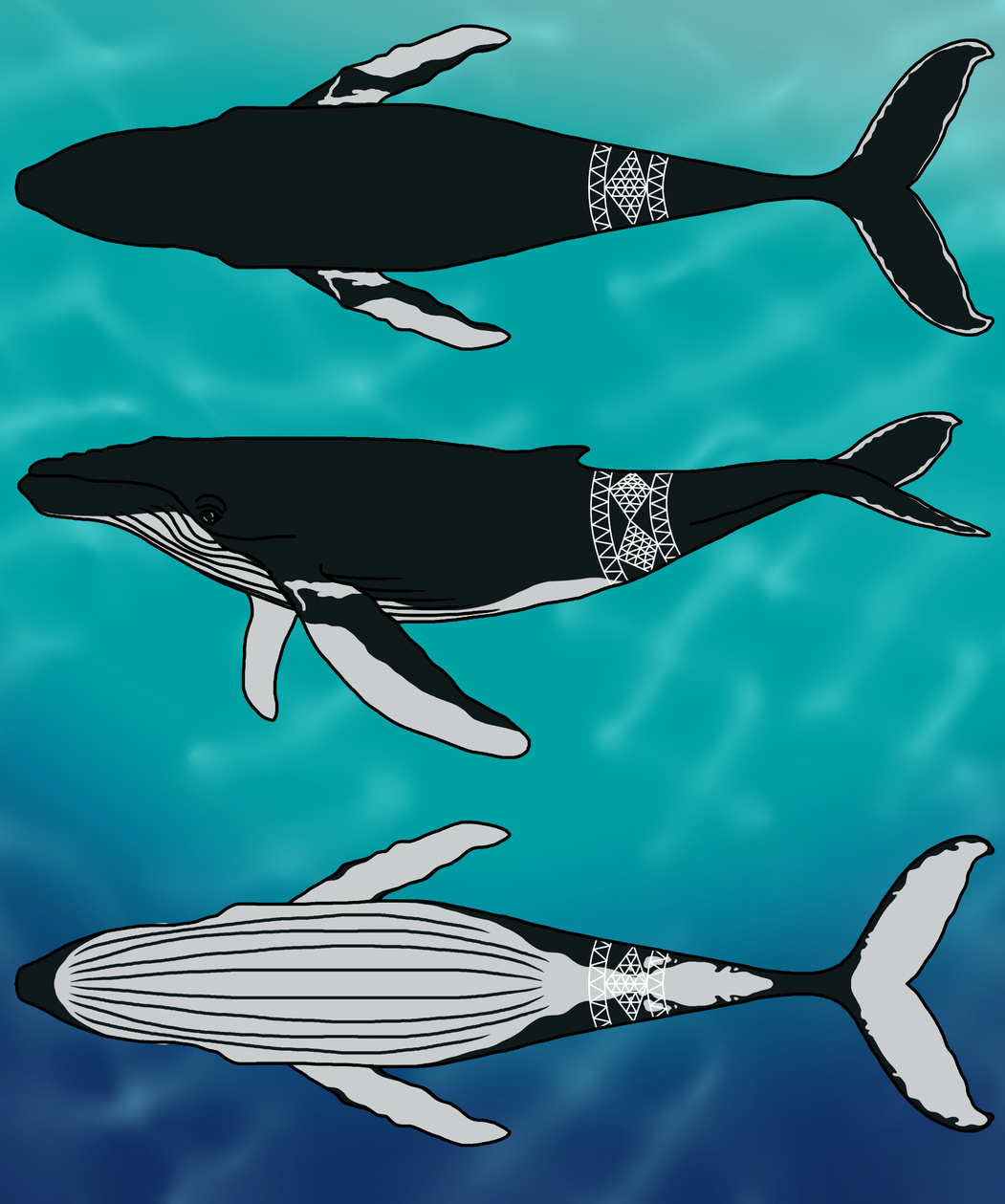 Humpback Whale (KoholΔ)