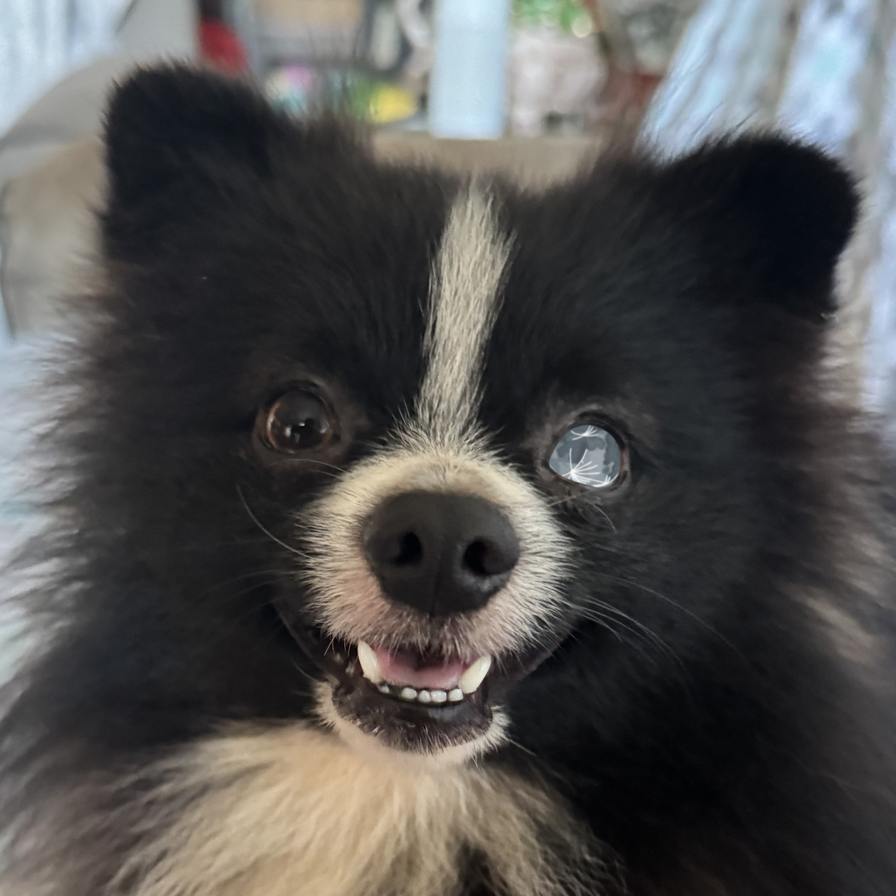 Gibbous' land form - Pomeranian